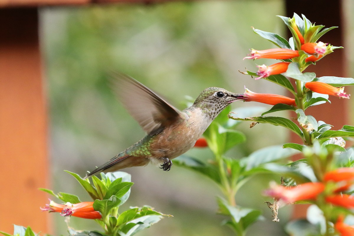 Broad-tailed Hummingbird - ML624561878