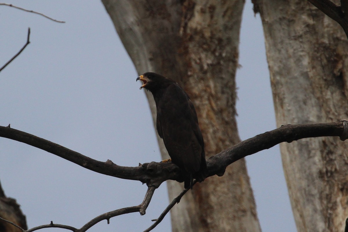 Common Black Hawk - ML624561879