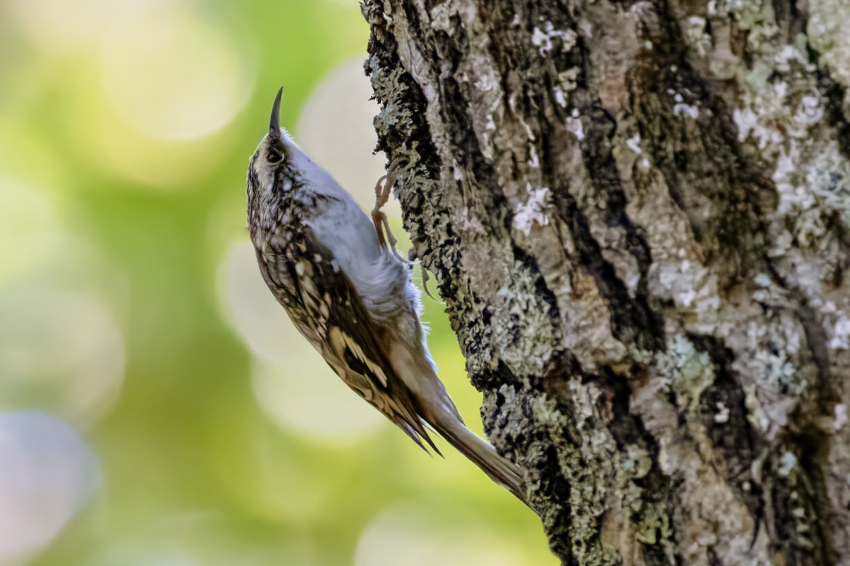 Brown Creeper - ML624561880