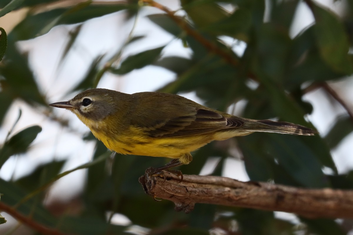 Prairie Warbler - ML624561881