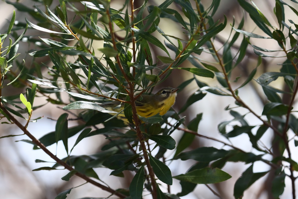 Prairie Warbler - Robert Stewart