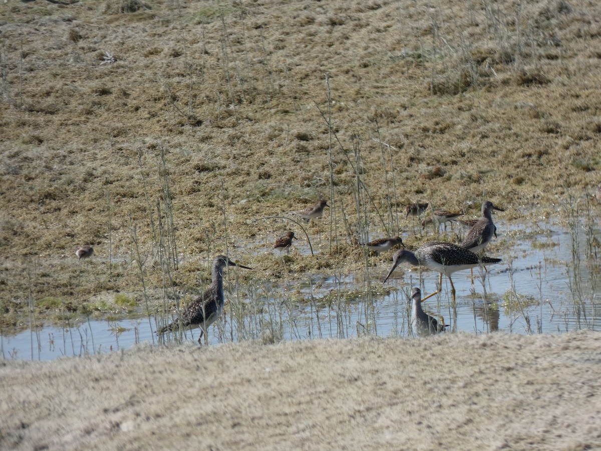 Greater Yellowlegs - ML624561885