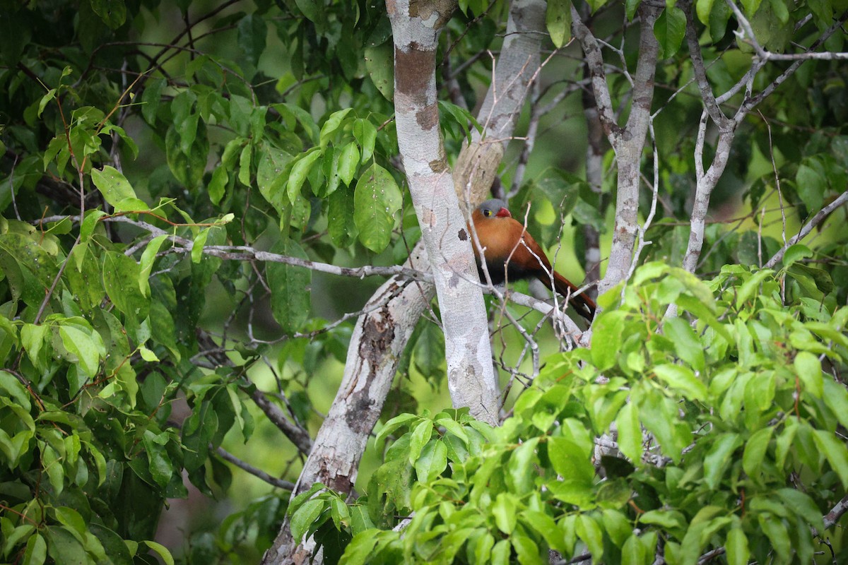 Black-bellied Cuckoo - ML624561886