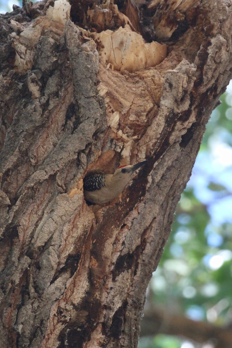 Pic des saguaros - ML624561900
