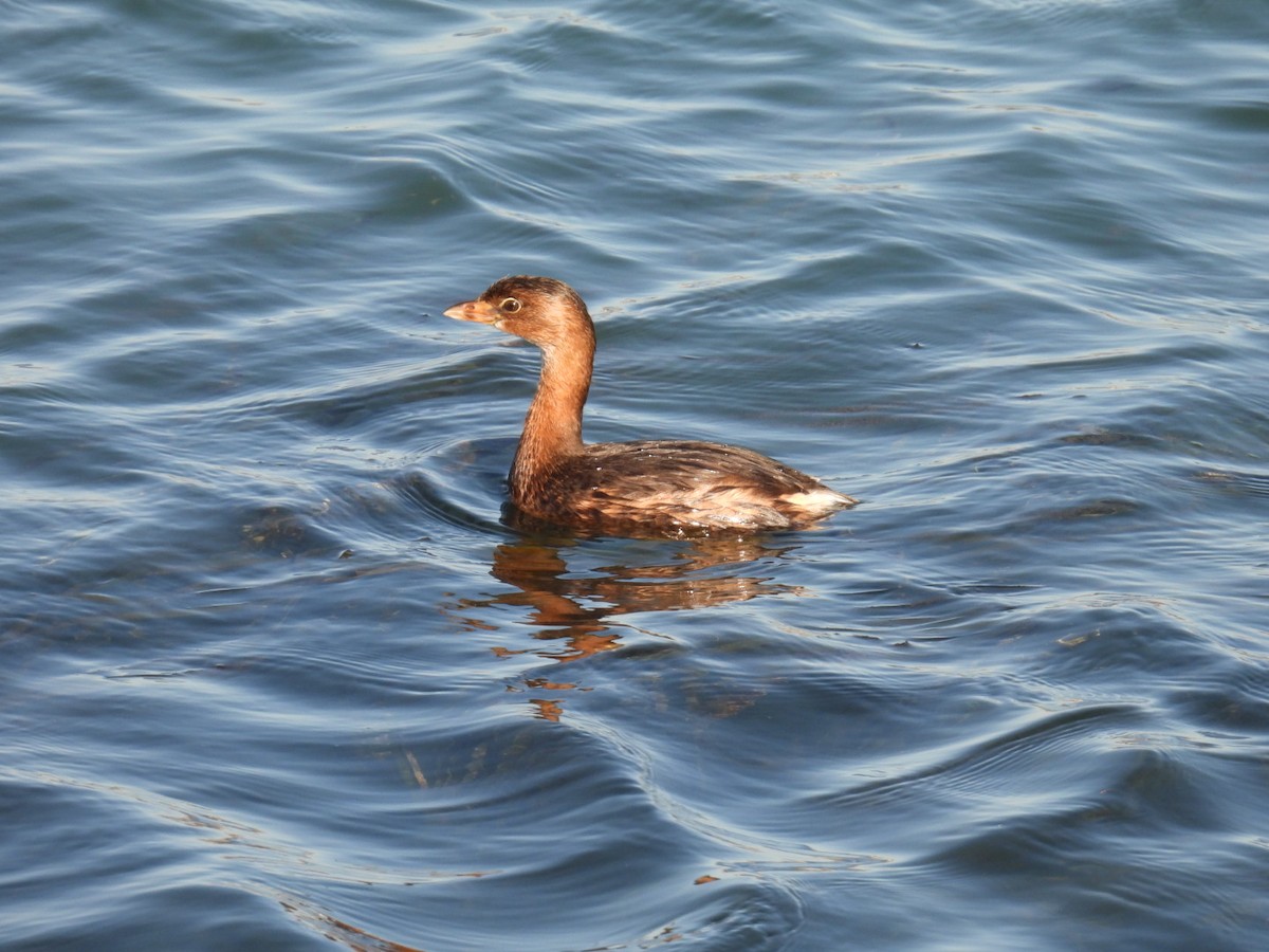 Pied-billed Grebe - ML624561941