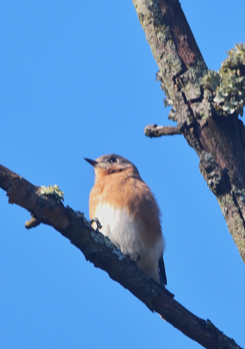 Eastern Bluebird - ML624561948