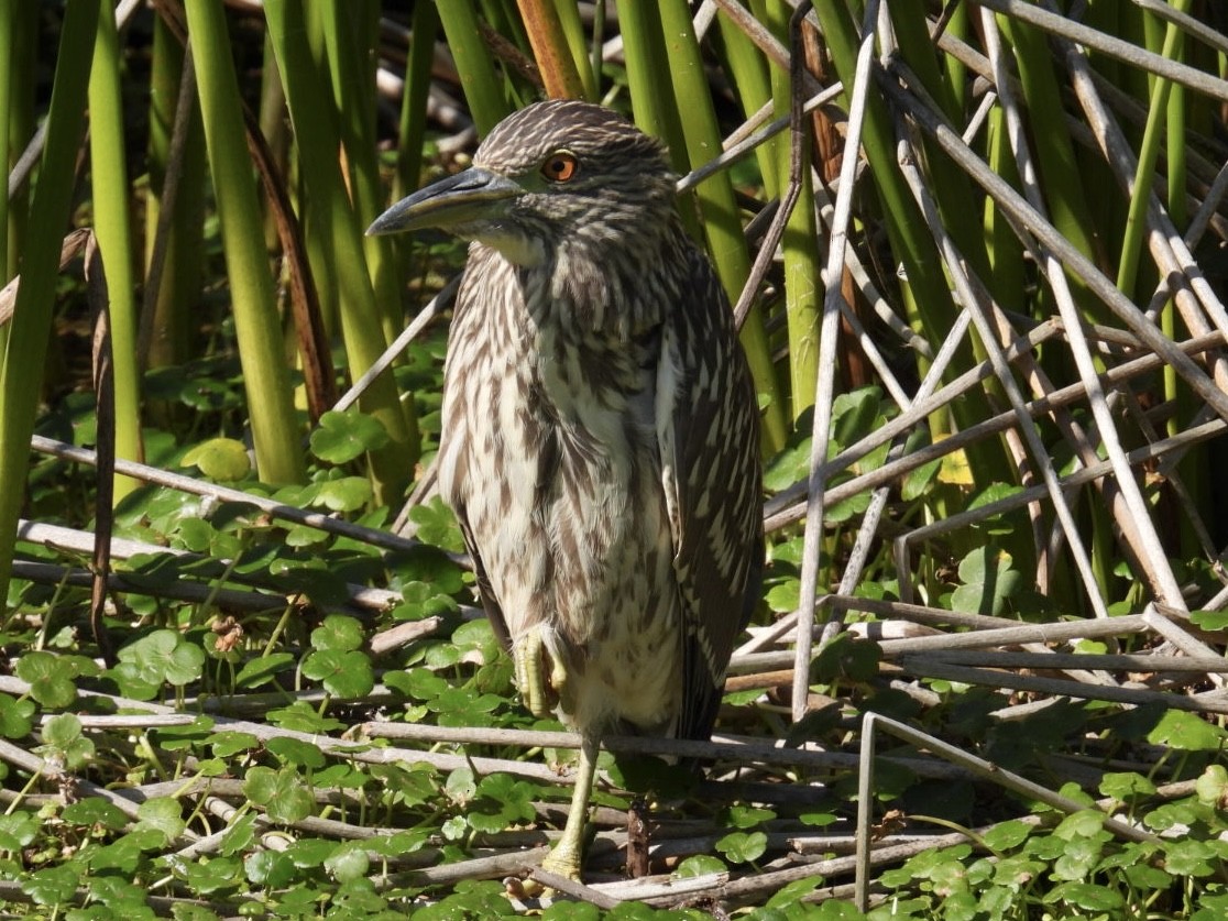 Black-crowned Night Heron - ML624561967