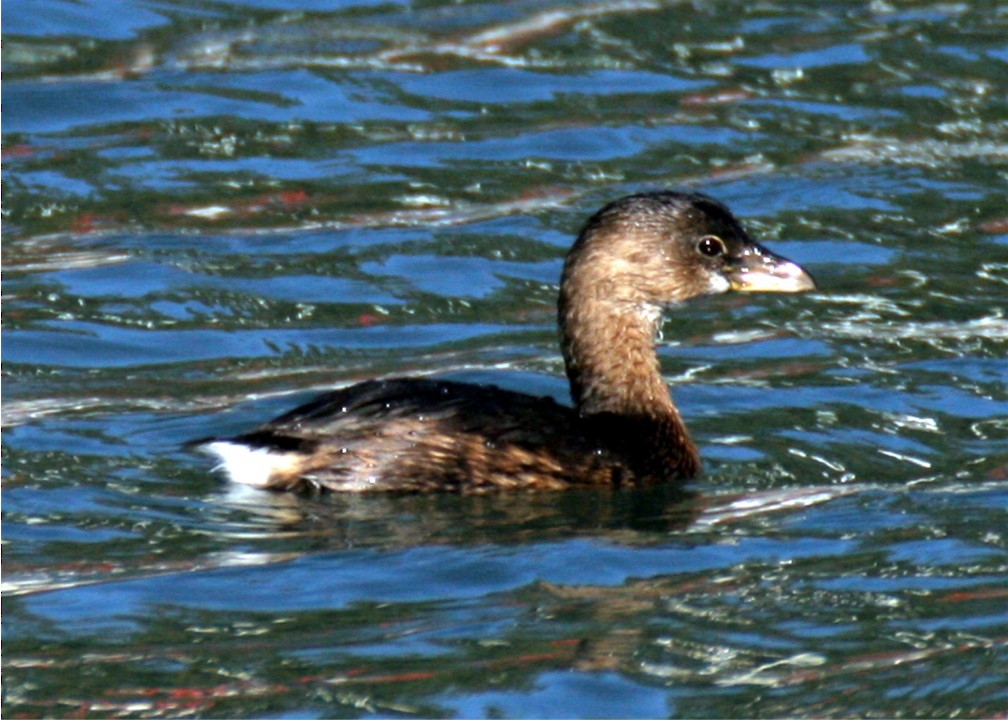 Pied-billed Grebe - ML624561985