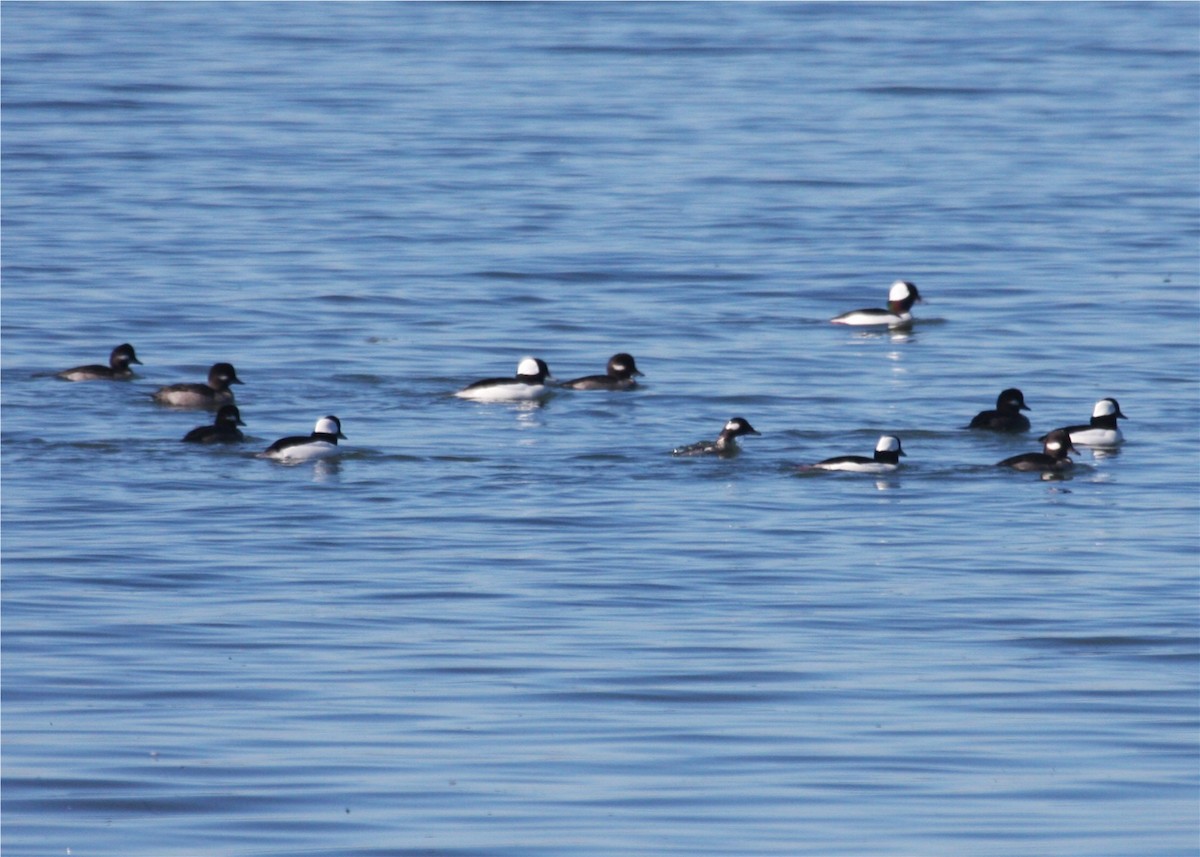 Bufflehead - ML624561992