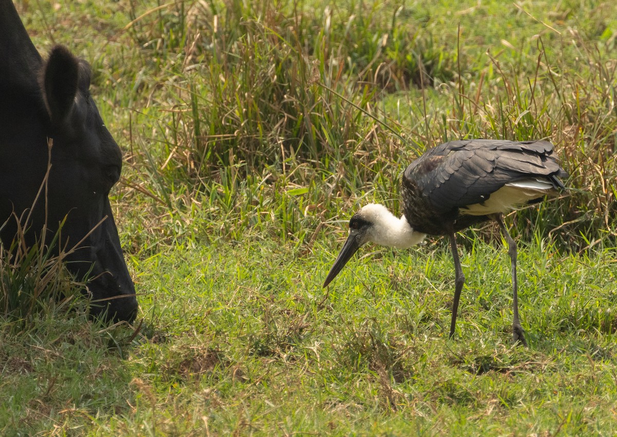 African Woolly-necked Stork - ML624562044