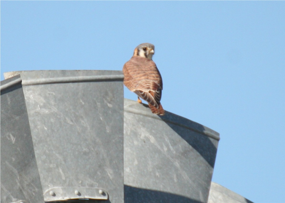 American Kestrel - ML624562056