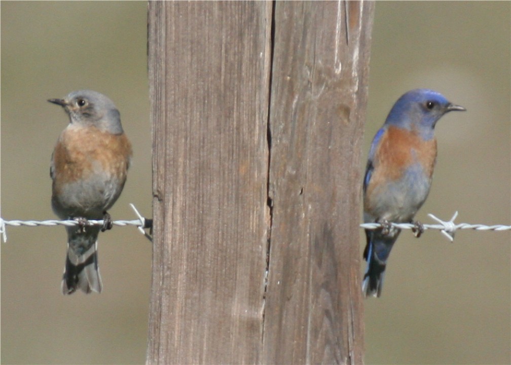 Western Bluebird - ML624562062