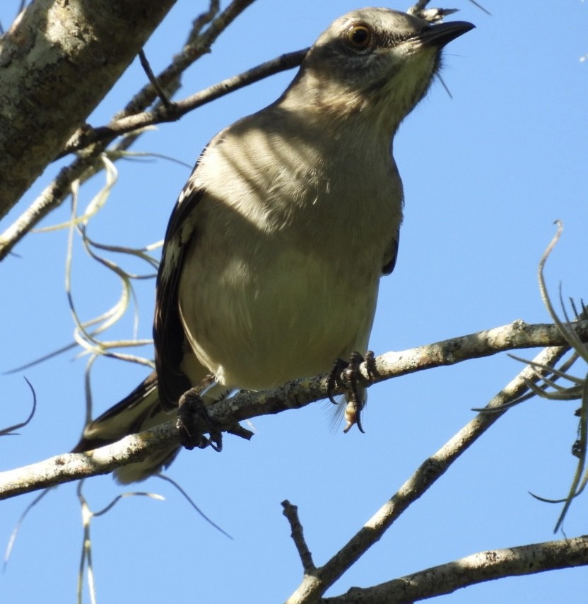 Northern Mockingbird - ML624562170