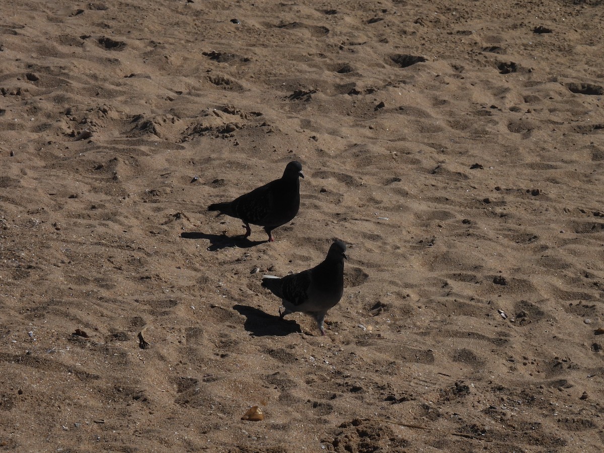 Rock Pigeon (Feral Pigeon) - ML624562171