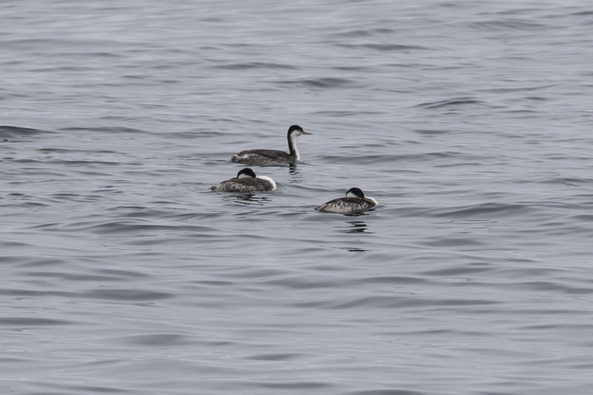 Western Grebe - ML624562178