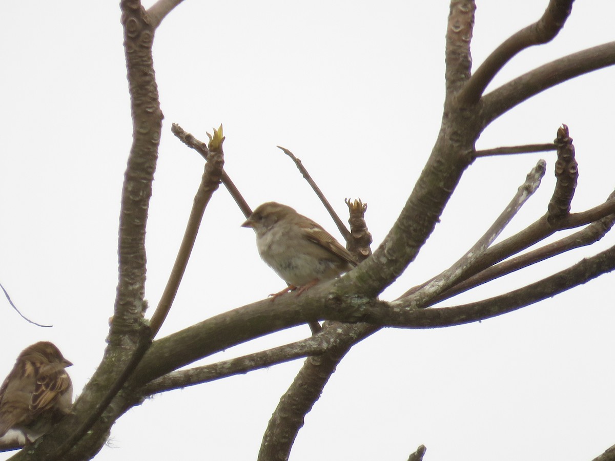 House Sparrow - ML624562194