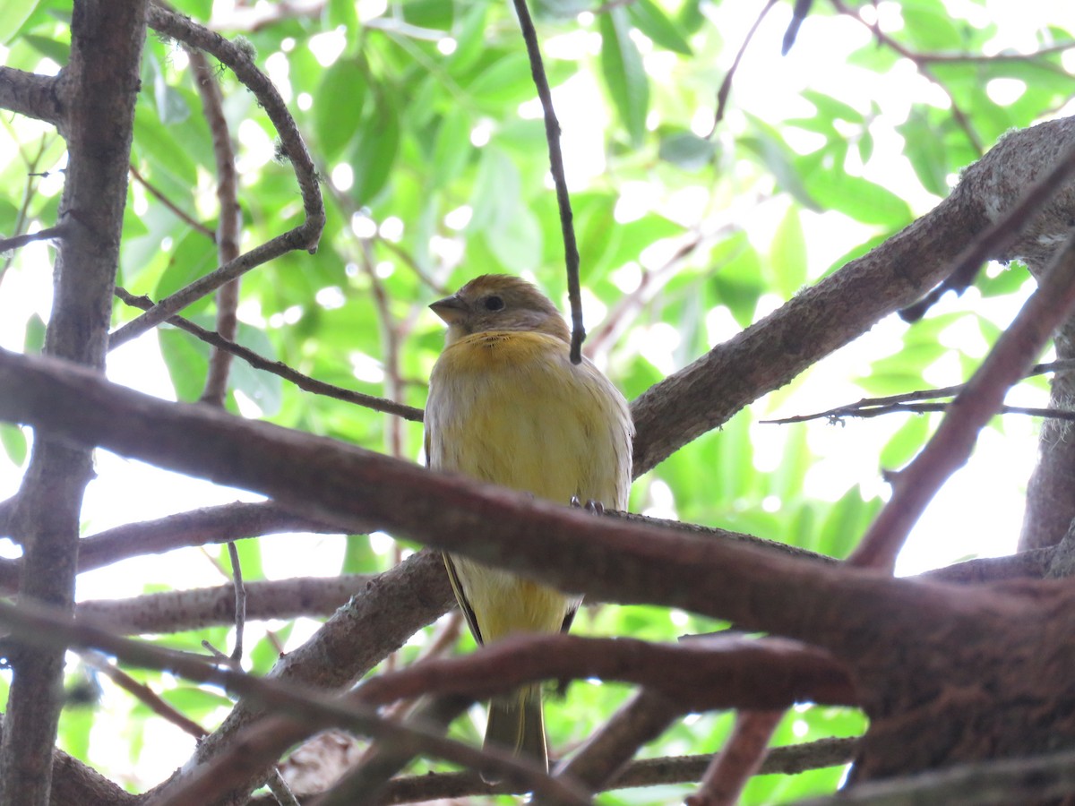 Saffron Finch - ML624562201