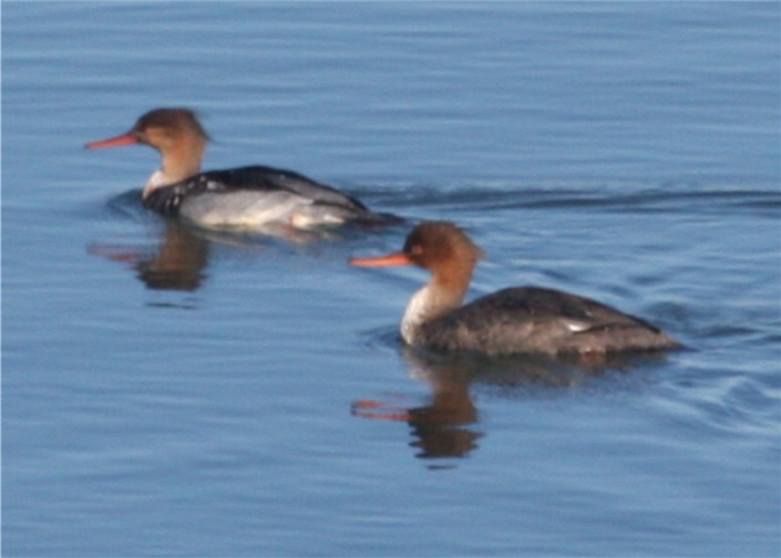 Red-breasted Merganser - ML624562308