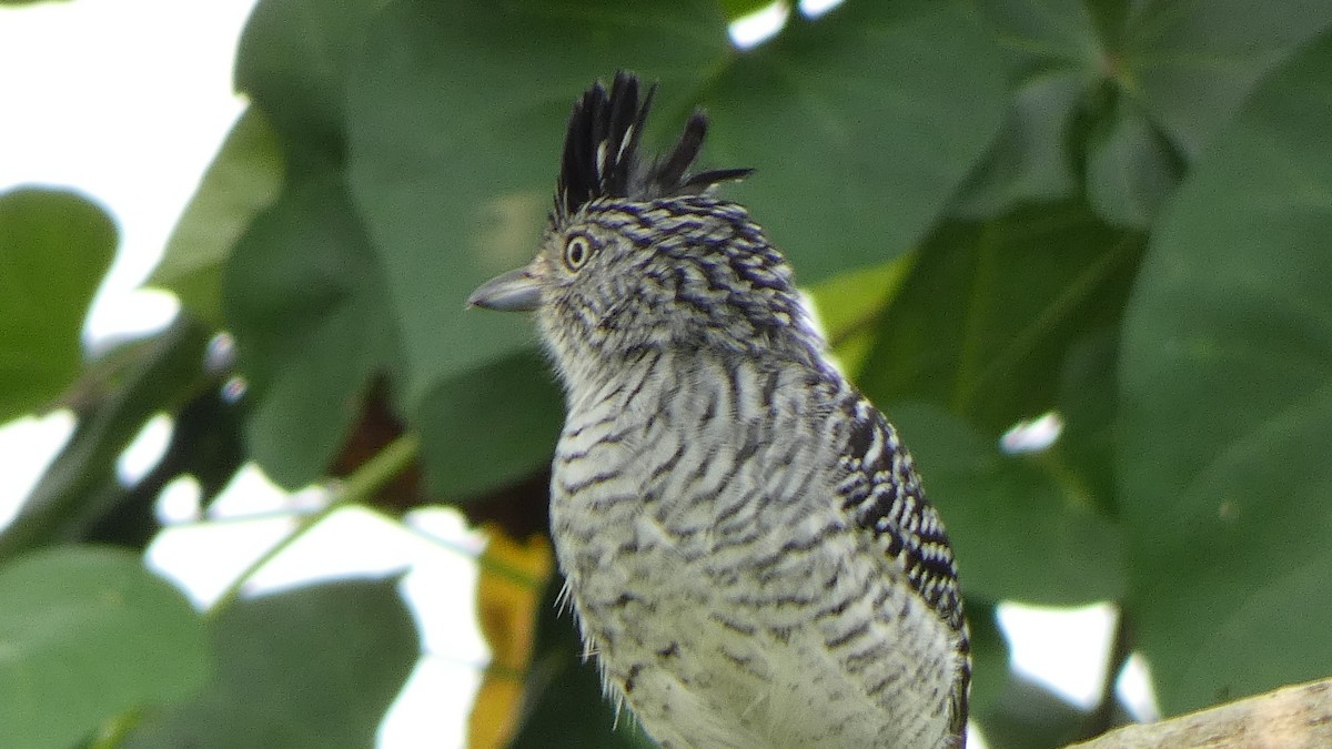 シマアリモズ（doliatus グループ） - ML624562363