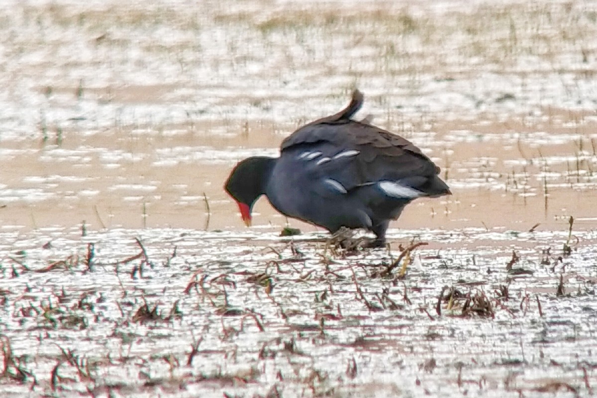 Common Gallinule - Tomáš Grim