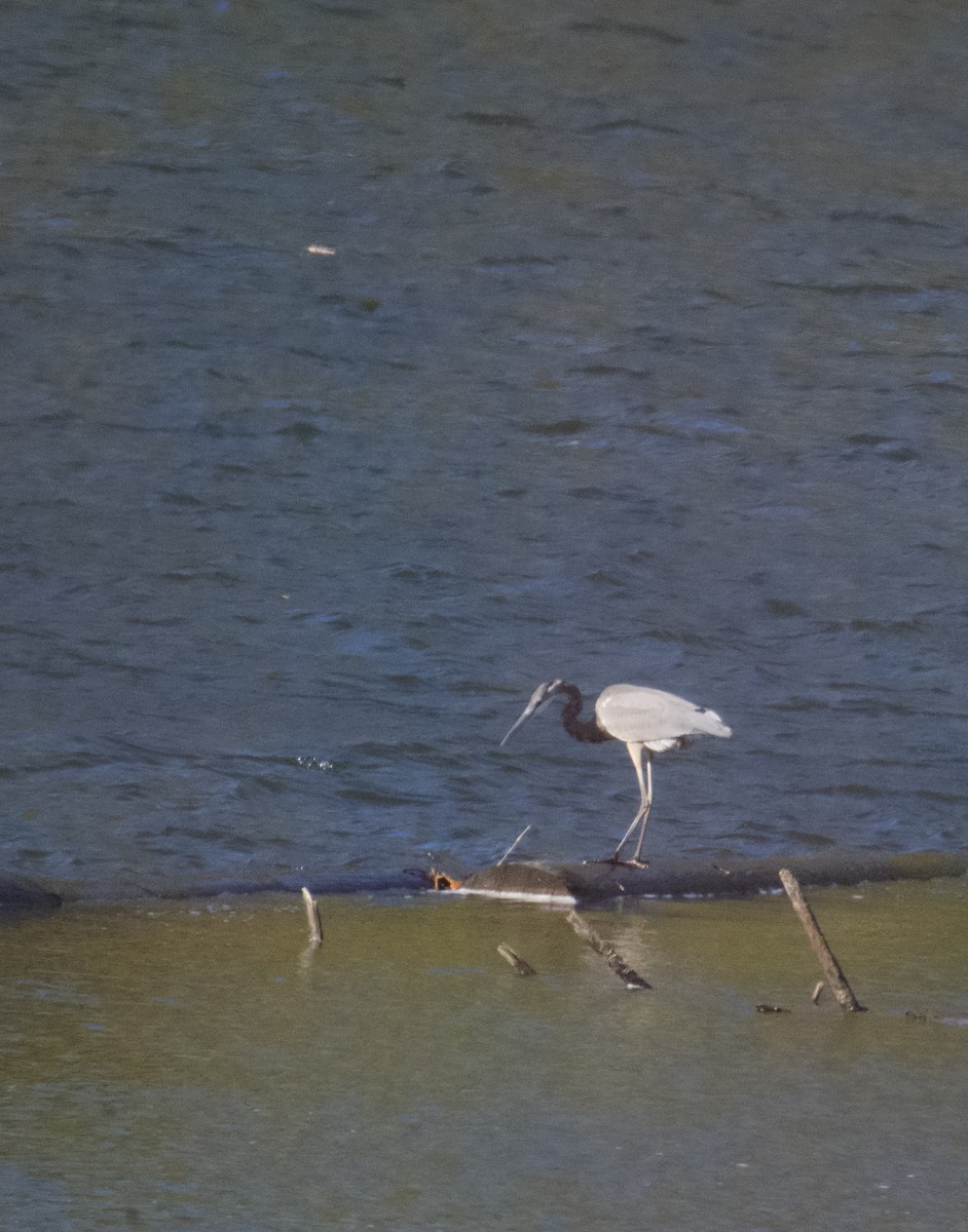 Great Blue Heron - Tina Barney