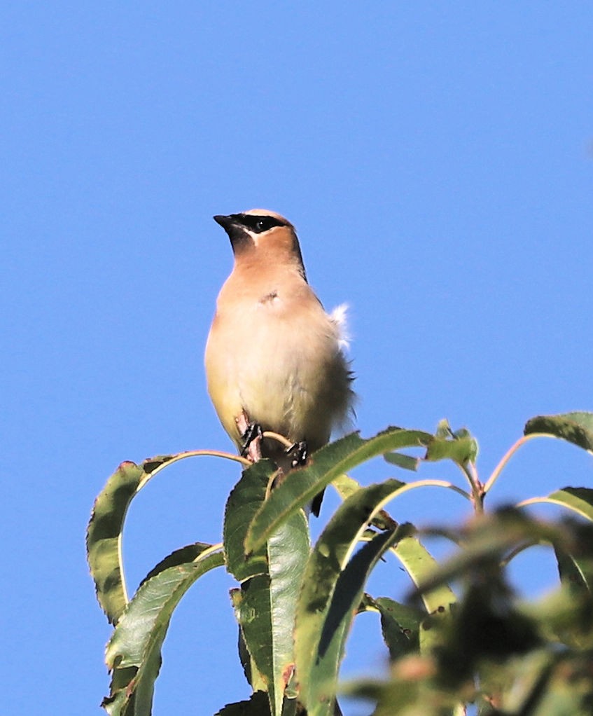 Cedar Waxwing - DICK GRUBB