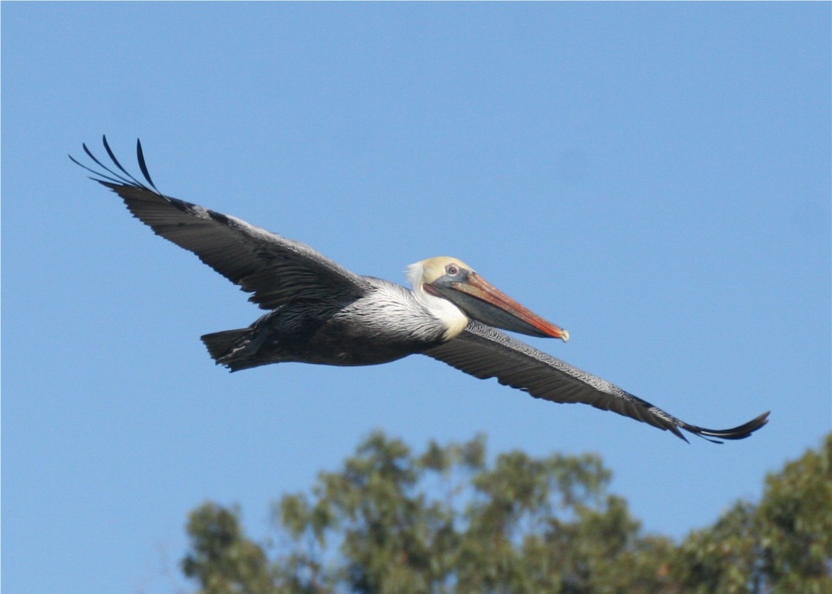 Brown Pelican - ML624562485