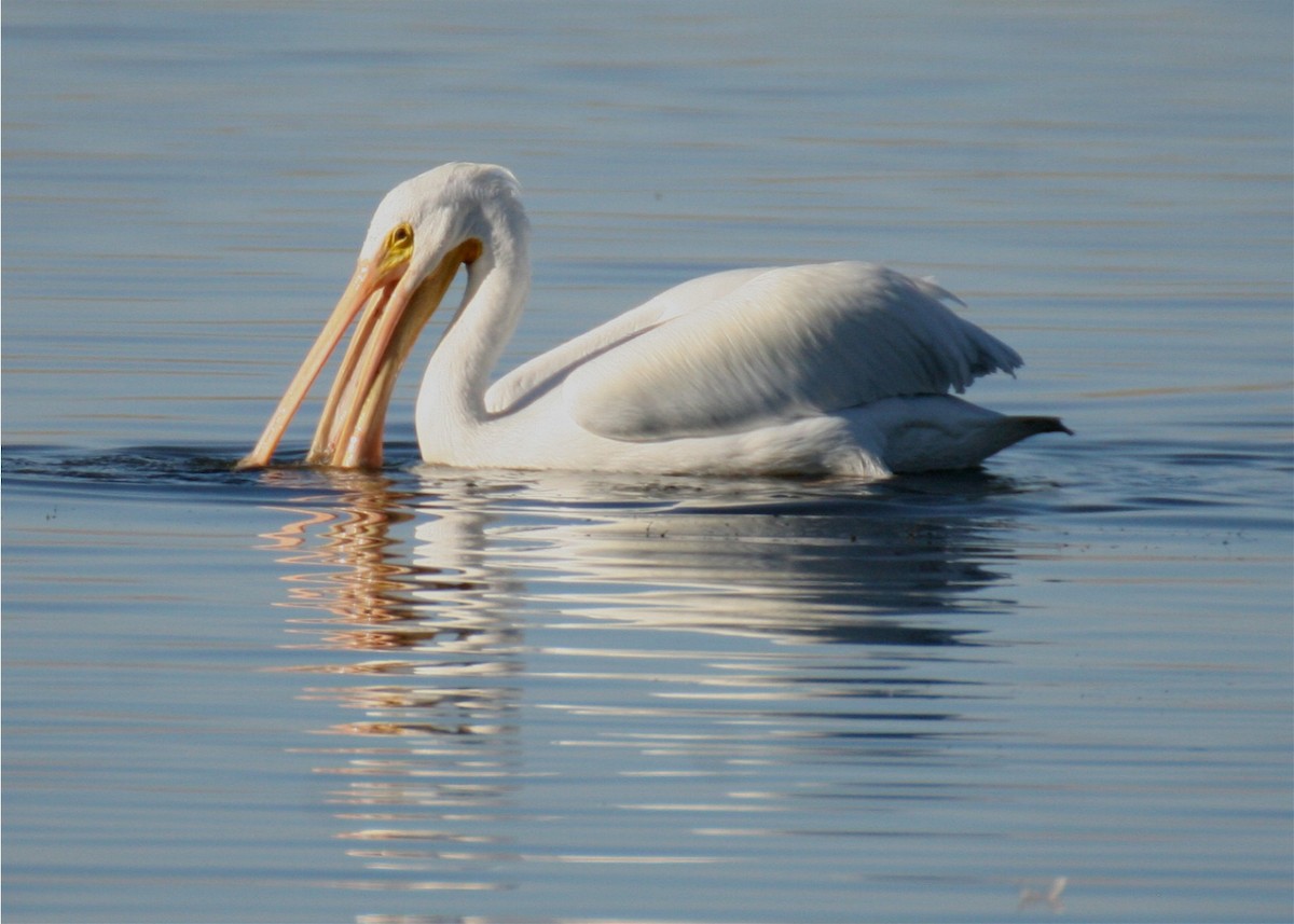 American White Pelican - ML624562488