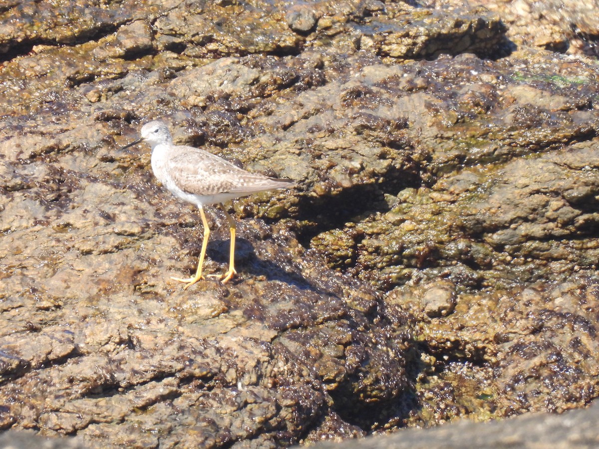 Lesser Yellowlegs - Silvana Mallo