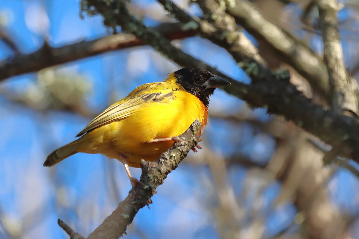 Black-headed Weaver - ML624562493