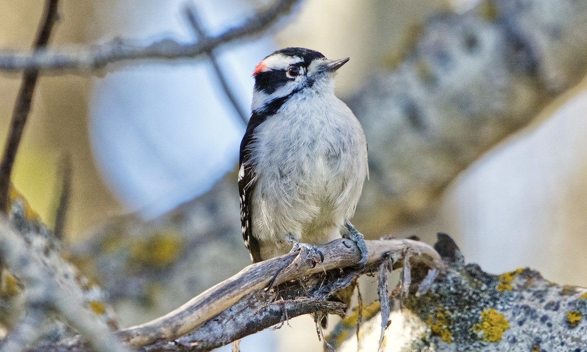 Downy Woodpecker (Eastern) - ML624562494