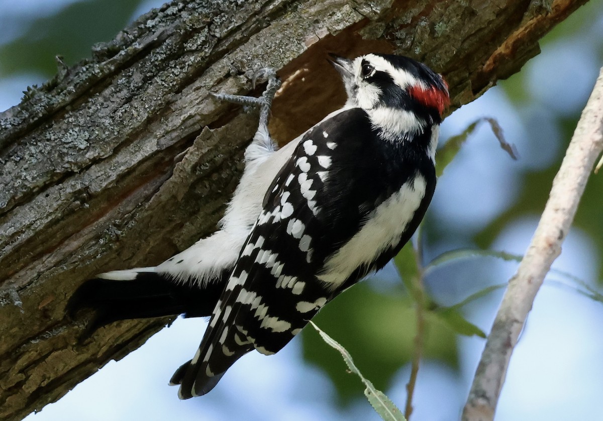 Downy Woodpecker - Rand Quinn