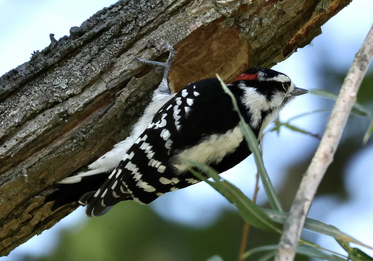 Downy Woodpecker - ML624562498