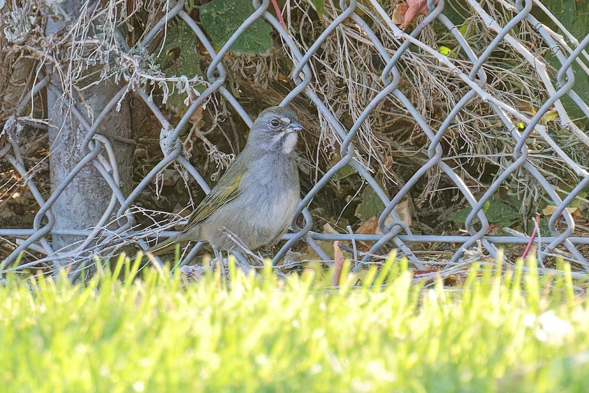 Green-tailed Towhee - ML624562499