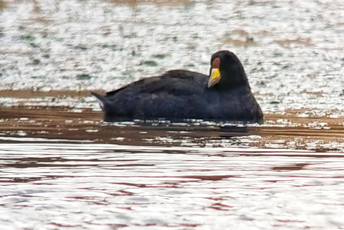 Slate-colored Coot - ML624562500