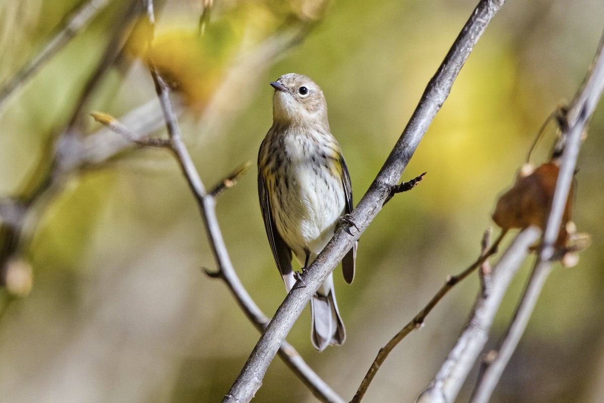 Yellow-rumped Warbler (Myrtle) - ML624562501