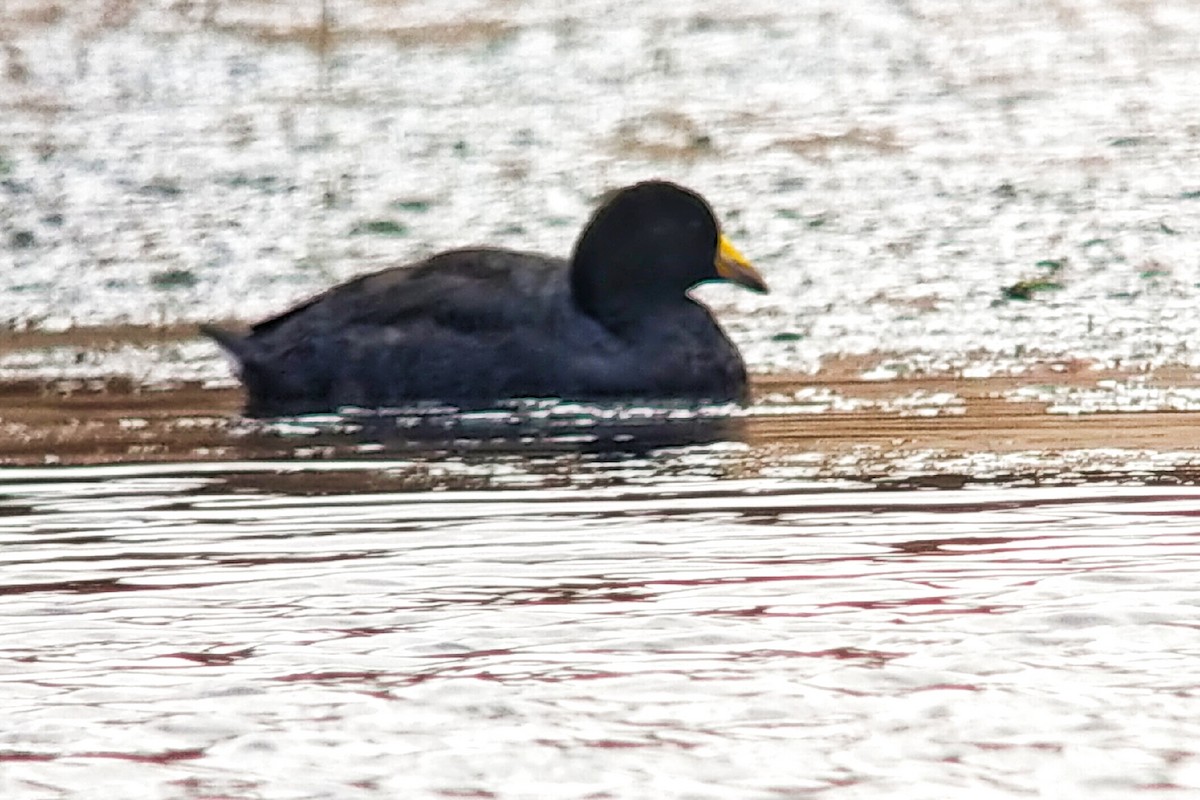 Slate-colored Coot - ML624562513