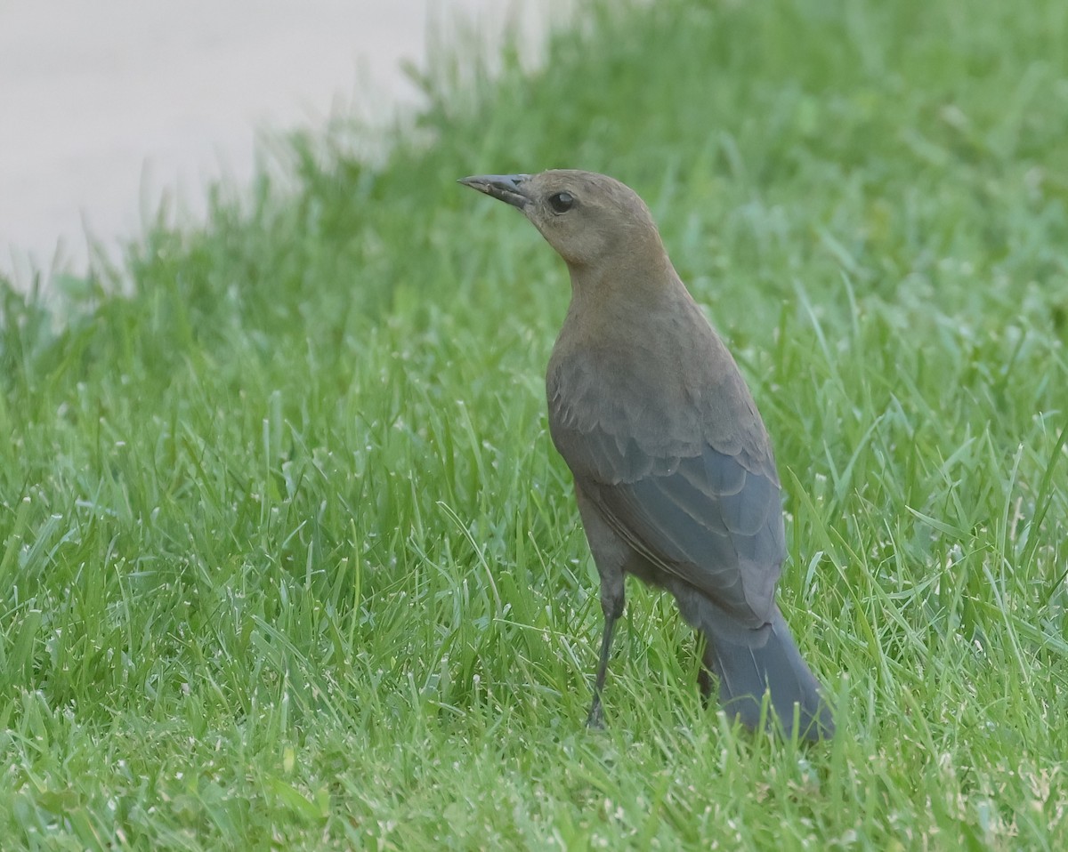 Brewer's Blackbird - ML624562515