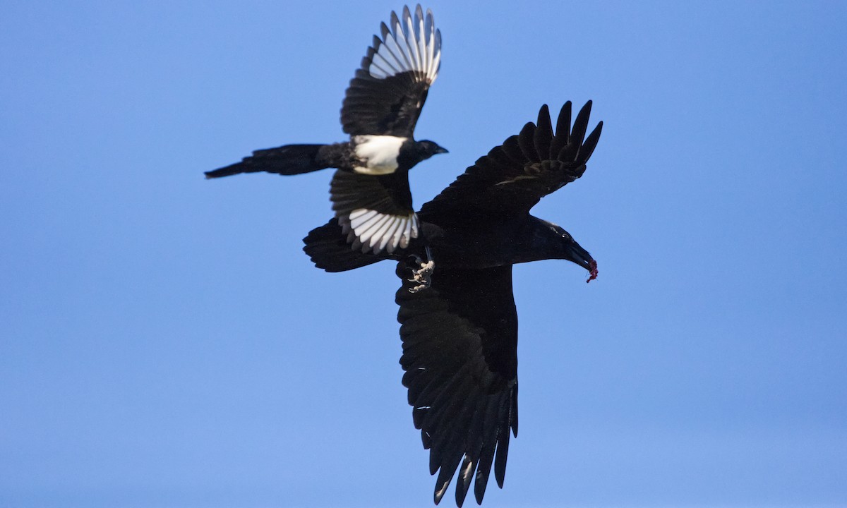 American Crow - ML624562516