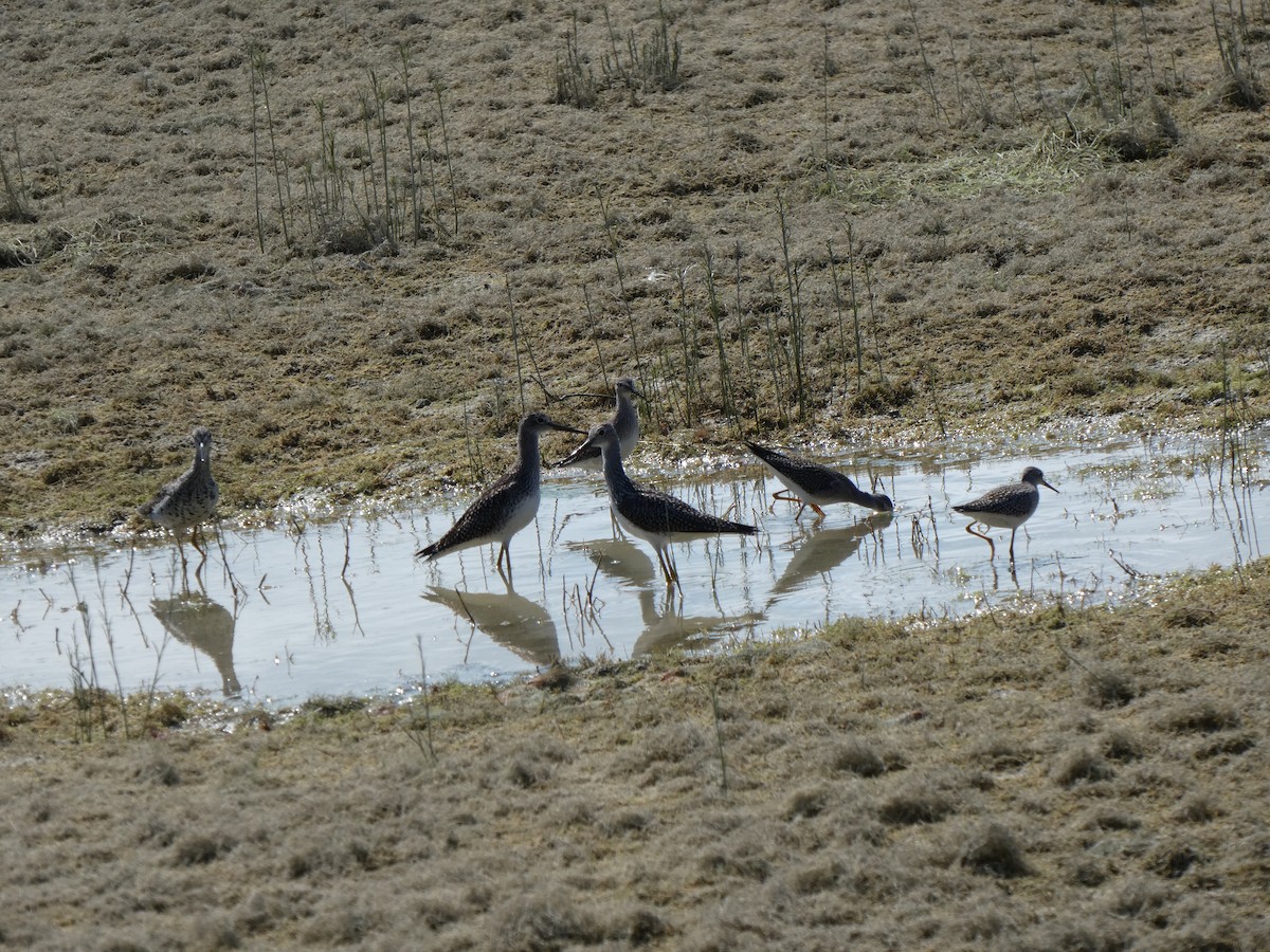 Lesser Yellowlegs - A. Nicholson