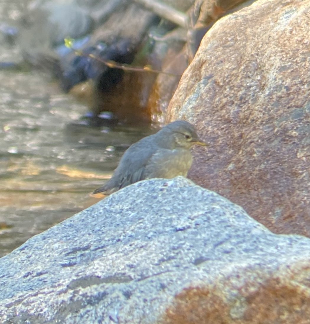 American Dipper - Colby Merrill