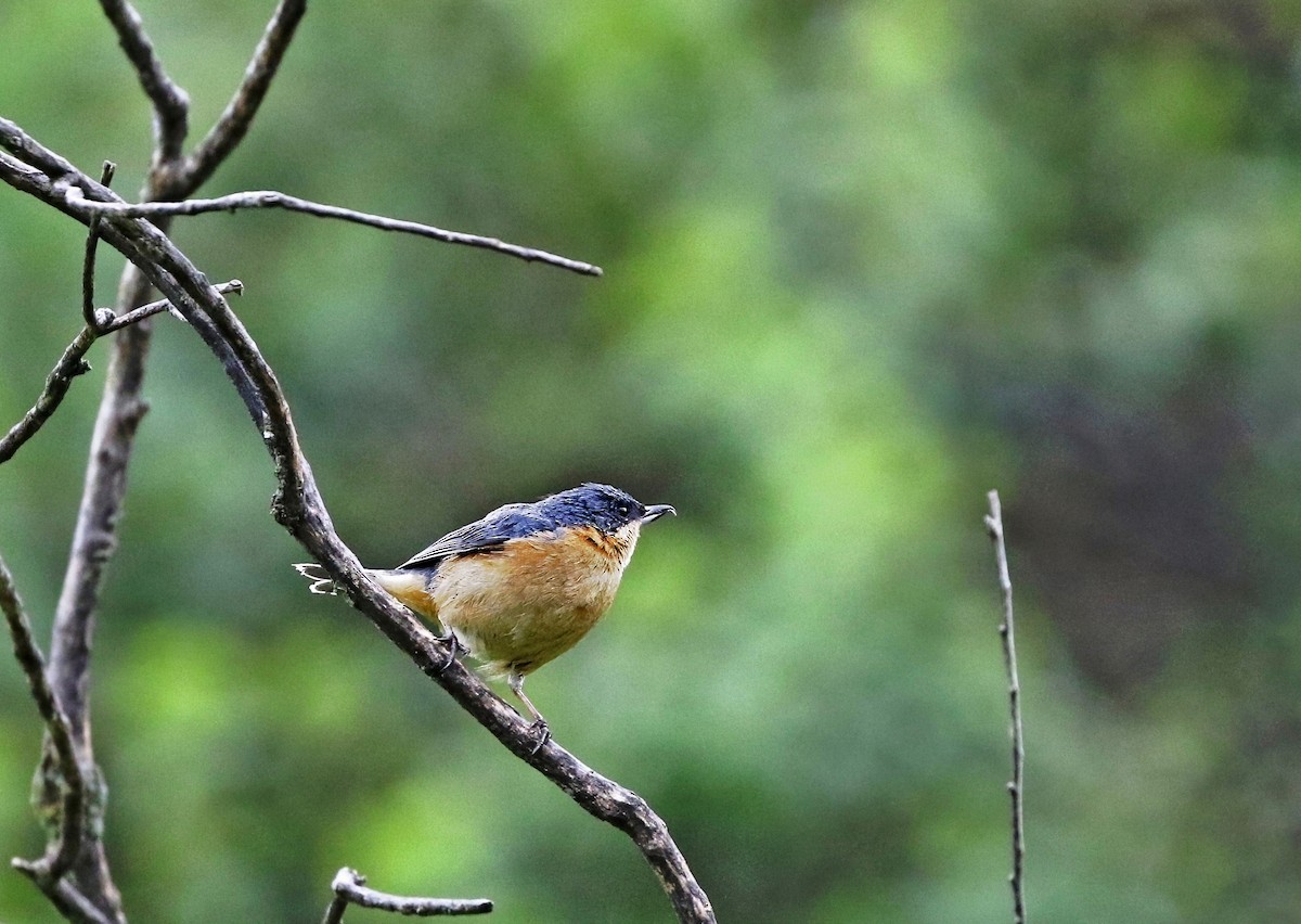 Rusty Flowerpiercer - Richard Greenhalgh