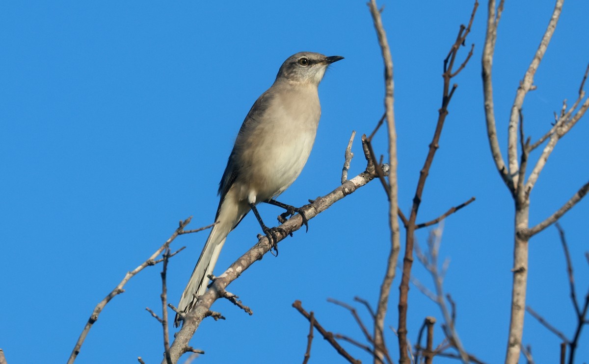 Northern Mockingbird - ML624562595