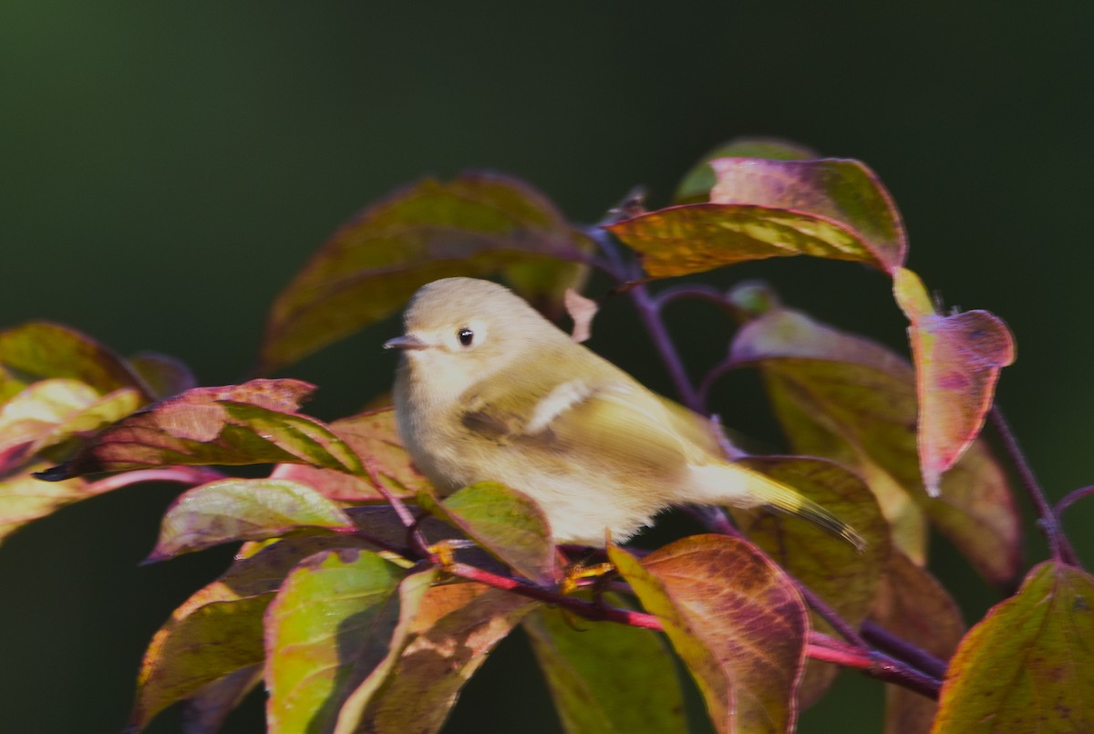 Ruby-crowned Kinglet - ML624562656