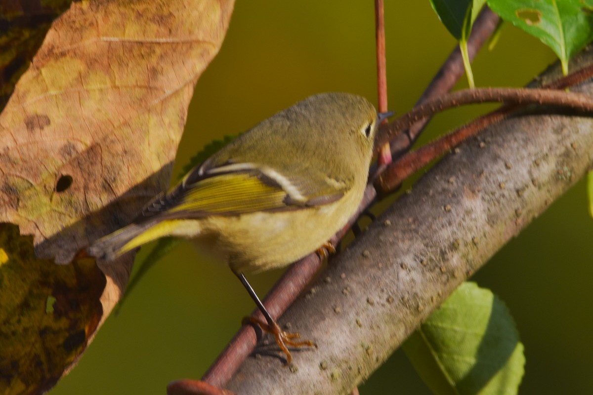 Ruby-crowned Kinglet - ML624562657