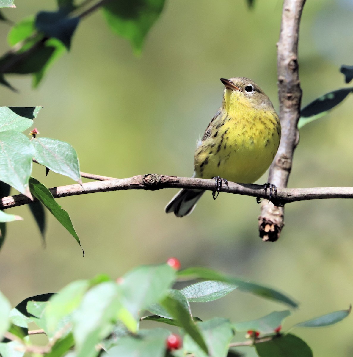 Kirtland's Warbler - ML624562665