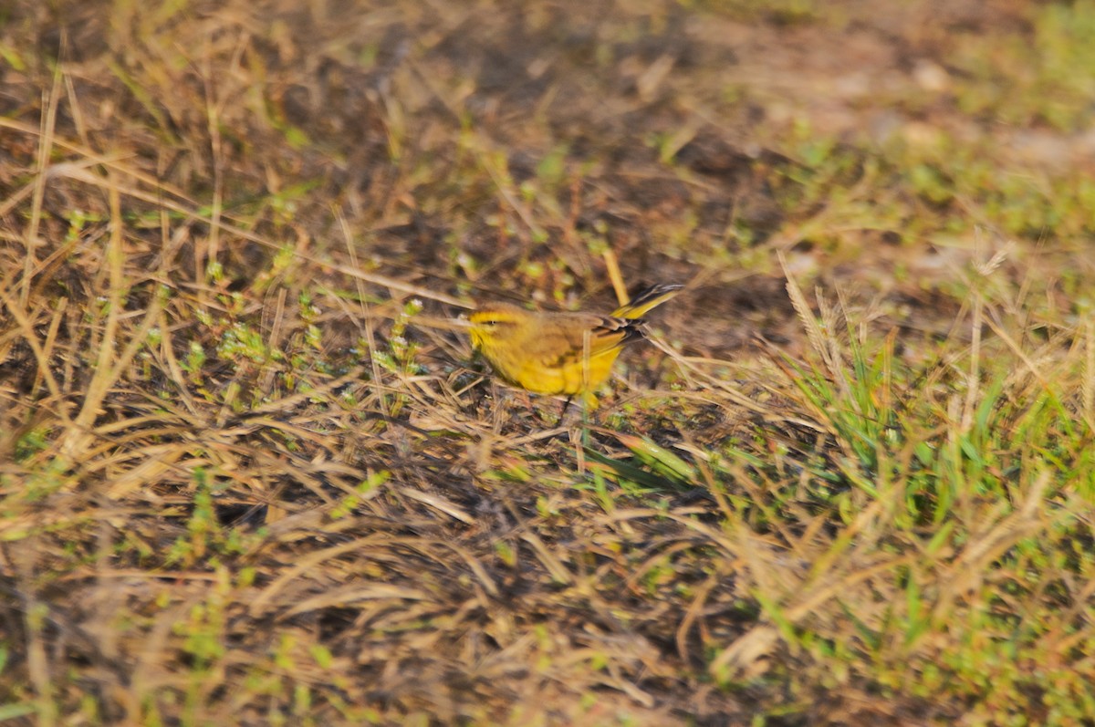 Palm Warbler - ML624562675