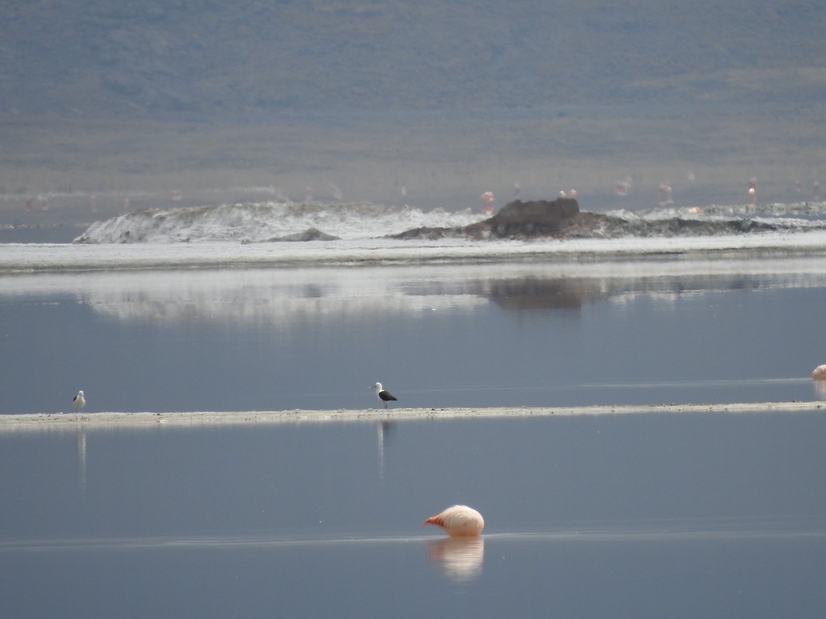 Andean Avocet - ML624562695