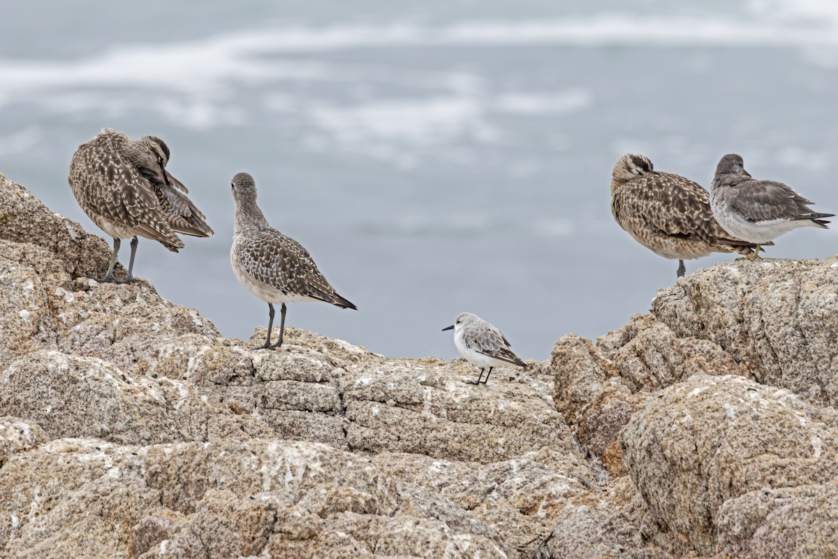 Whimbrel - ML624562731