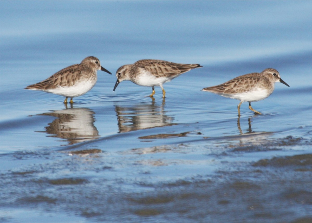 Least Sandpiper - ML624562746